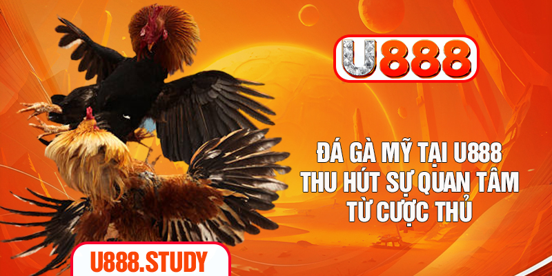 Đá gà Mỹ tại U888 thu hút sự quan tâm từ cược thủ