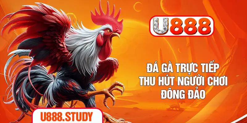 Đá gà trực tiếp thu hút người chơi đông đảo